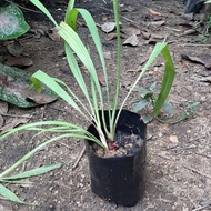 Anak pokok bawang dayak