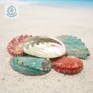 (Big Size)Multi-colored Abalone Shells - Decorative snail shells in many sizes - Beautiful snail she
