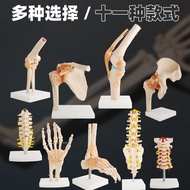 Knee function model of the human knee joint anatomical model shoulder joint elbow joints feet hip joints close