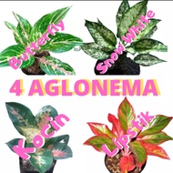4 tanaman hias aglonema / paket aglonema / paket aglonema murah / aglo