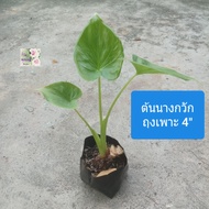 ต้นนางกวัก Buddhas Hand Chinese Taro Elephant Ear ถุงเพาะ 4" ไม้มงคล ฟอกอากาศดี กวักเงินกวักทอง