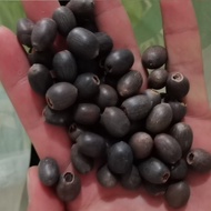 Lotus Seed Hydroponic Plant Four Seasons Raising Flowers Lotus Seed Water Lily Seed Potted Outdoor N