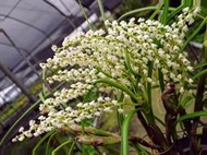 婆羅洲 原生蘭 Eria cepifolia 洋蔥葉毛蘭 (罕見~山採馴化~大叢)極珍稀