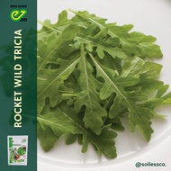 Benih Lettuce Arugula Rocket Wild Tricia Indoseed Stok Terbatas!