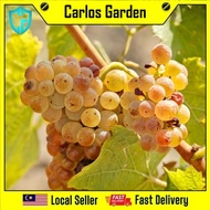 Anak Pokok Anggur Grape Vidal Blanc Pokok Premium Import Dari Thailand Senang Tumbuh