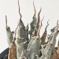 曲刺妖炎 (Agave utahensis var. eborispina) ｜———｜塊根植物｜象牙宮｜龜甲龍｜曲刺妖炎｜橄欖｜象足漆樹｜多肉植物｜龍舌蘭｜嚴龍｜