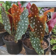 Begonia Polkadot / Begonia Maculata / Tanaman Hias Begonia