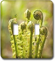 3dRose lsp_71829_2 Fiddleheads, Ferns, Stanley Park, British Columbia Double Toggle Switch