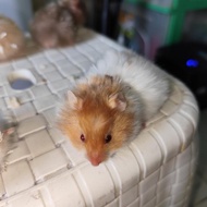 hamster syrian satin sepulau jawa