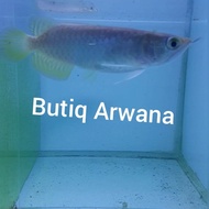 Ikan Arwana Golden Red +-18 up