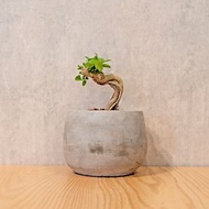 壽娘子 5寸水泥盆圓潤圖形風格 桌上型室內植物推薦 巧繪網植物館