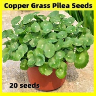 20 เมล็ด เมล็ดดอกไม้ เมล็ดบอนสี Bonsai Copper Grass Pilea Seeds Hydroponics Copper Money Flower Seeds Live Plants for Sale Real Plant Air Plant Flower Plant Garden Flowers Decoration ต้นไม้ฟอกอากาศ เมล็ดดอกไม้ ต้นไม้ประดับ บอนสี ต้นไม้มงคลสวยๆ ต้นบอนสี