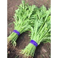 Artemisia Seeds Artemisia Seeds Seeds Vegetable Seeds Emperor Vegetables Autumn Winter Seeds Seeds V