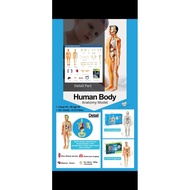 Human Body Anatomy Toy