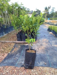 Anak Pokok Limau Kasturi | 桔子树苗 | Real Live Plant