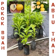 Pokok buah abiu thai murah / abeo / ciku australia / golden fruit / pokok abiu cepat berbuah murah