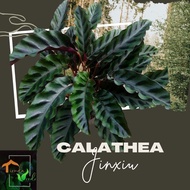 Calathea Jinxiu Live Plants