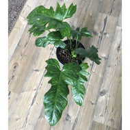 Pokok Philodendron Lime Fiddle aroid