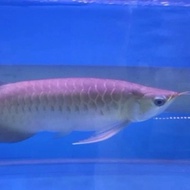 ikan arwana super red 40 cm