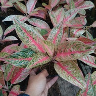 Aglaonema Legacy Terlaris