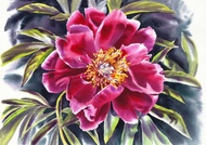 藝術家 Irina Zhunaeva 的牡丹原創水彩畫