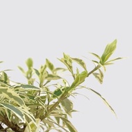 │ 方盆系列 │斑葉梔子花 - 開花花香 斑葉 水耕植物 室內盆栽