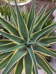 AGAVE PLANT OUTDOOR PLANT REAL OR LIVE PLANT LIVE PLANT LIVE PLANT