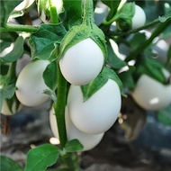 White Eggplant Seed Swan Protein Eggplant Gold Silver Eggplant Chicken Protein Eggplant Ball Eggplan