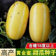 Golden Melon Seed Golden Melon Seed Golden Melon Seed Melon Potted Earth-Matured Anti-Disease Melon 