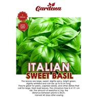 800+ BIJI BENIH ITALIAN BASIL Sweet Basil Genovese Seeds 罗勒