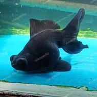 ikan mas koki buldog / ikan mas koki gendut buldog hiasan aquarium