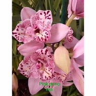 anggrek dendrobium pink princess spike