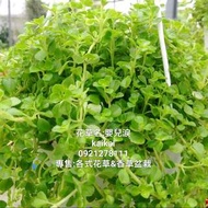 嬰兒淚盆栽(5吋吊盆)