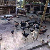 JARING PAGAR AYAM BAHAN TEBAL JARING SERBAGUNA LUBANG 2 JARI LEBAR 2 METER PANJANG 20-22 M