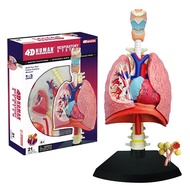 4D Master Human Respiratory System Anatomy Model Medical Teaching Tool Equipment