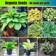 [Fast Growing] 50pcs Begonia Seeds for Planting Hosta Plantaginea Flower Seeds Begonia Plant Seed Ga