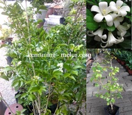 MDC- Orange Jessamine Sapling / Anak pokok kemuning / pokok bunga warna putih / pokok bunga wangi Anak Pokok Tanaman Benih Garden Seed Seeds