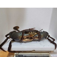 Live Crab 螃蟹 500-600g