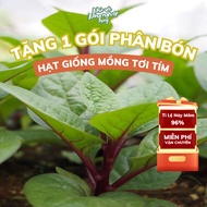 Free Thai Purple Malabar Spinach Seed Fertilizer, soft, easy to care for, easy to grow, high germina