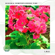 Benih Bibit Biji - Bunga Begonia Semperflorens Pink Seeds - IMPORT