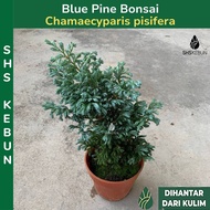 Pokok Hiasan Pokok Bonsai Blue Pine Bonsai Plant Pokok Landskap Outdoor Plant Live Plant SHS Kebun
