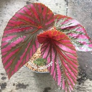 Tanaman Hias-Begonia Rex Walet