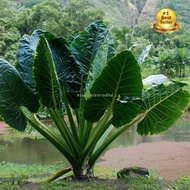 บอนกระดาดยักษ์, บอนยักษ์, ต้นกระดาด, ต้นบอน, Alocasia Borneo Giant