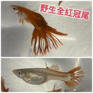 【嘉嘉寵物】💯純係 🐡🐠🐟野生全紅冠尾 孔雀魚🐡🐠🐟 對魚 仔魚🐟 觀賞魚蝦  （飼料餌料）