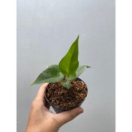 Tanaman Hias Anthurium Brownii / Anthurium Corong