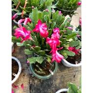 Schlumbergera (Thanksgiving cactus / crab cactus) real live plant free organic 0.5kg free organic pr
