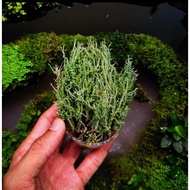 🔥Terrarium Moss🔥 Cladonia Rangiferina Reindeer Moss - Terrarium / Paludarium / Vivarium