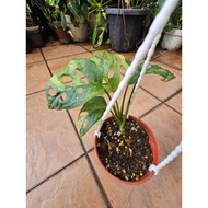 Monstera Adansonii Aurea