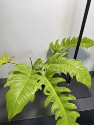 黃金火之戒蔓綠絨 Philodendron Golden Crocodile