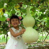 Biji Benih Rare Giant Bottle Gourd Seeds (5 Seed) 宝葫芦种子 Chinese Big Green Bottle Gourd Seeds Vegetab